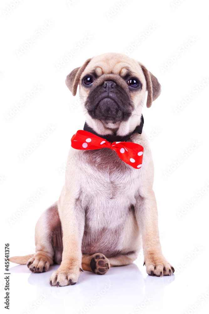 Obraz premium pug puppy dog with red bowtie