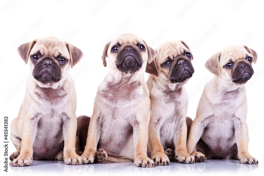 four precious pug puppy dogs