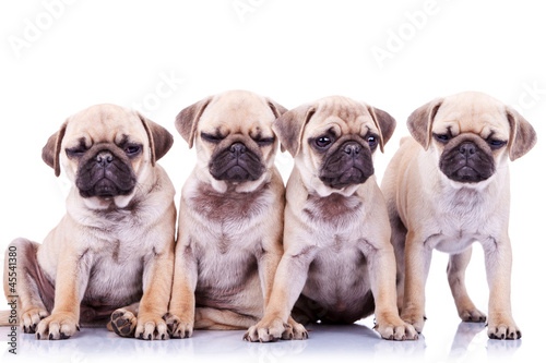four bored mops puppy dogs
