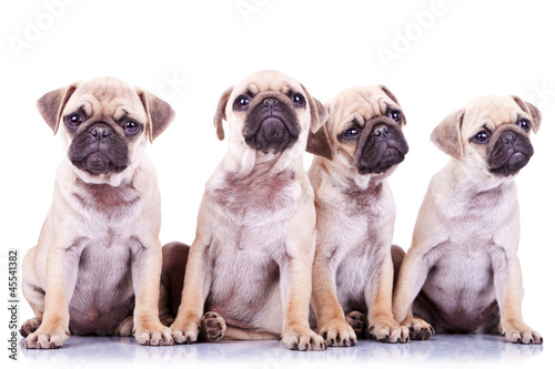four precious pug puppy dogs