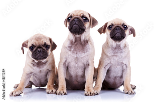 Fototapeta Naklejka Na Ścianę i Meble -  three adorable mops puppies