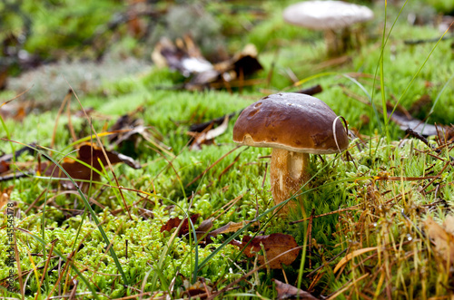 Mushroom (Boletus edulis)