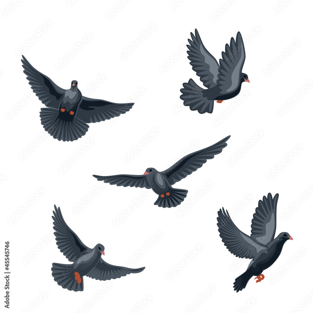 Fototapeta premium Black bird