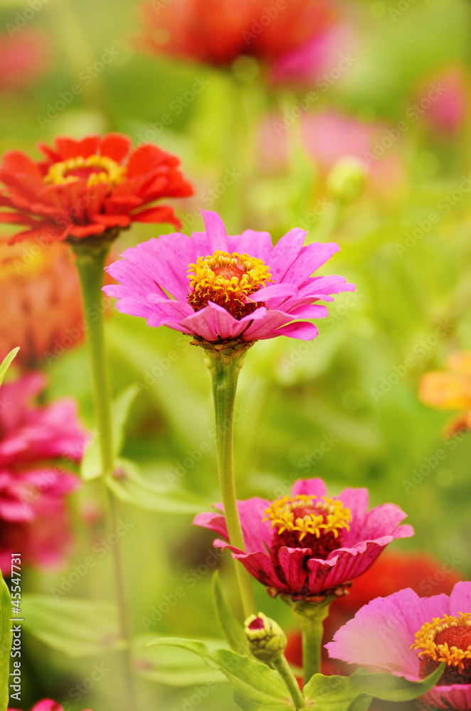 Gerbera flowers Gerbera flowers