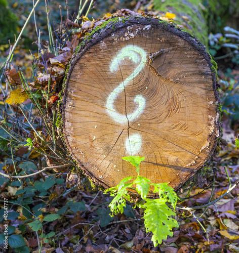 tree in forest with painted question mark photo