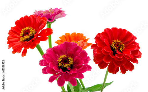Bouquet of pink red and orange zinnia flowers isolated photo