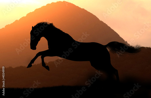 horse silhouette in sunset