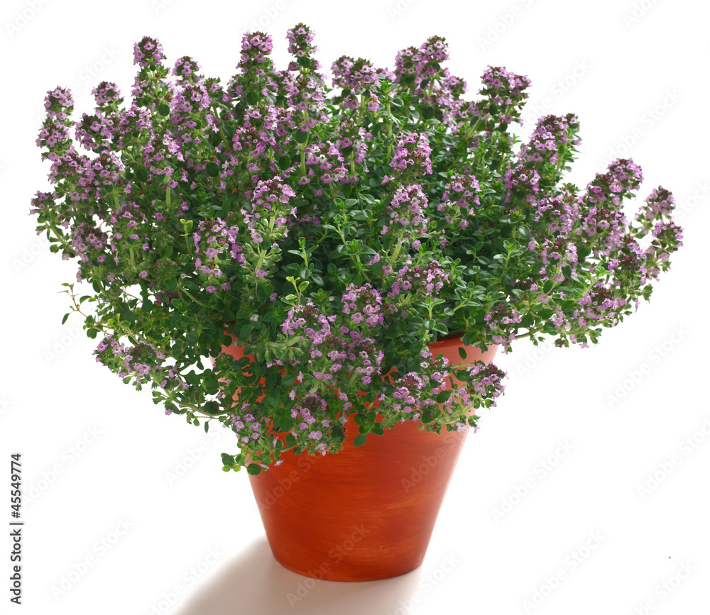 Thyme in a pot isolated on white - obrazy, fototapety, plakaty 