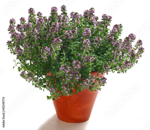 Thyme in a pot isolated on white