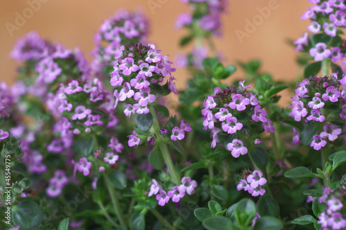 Flowering thyme