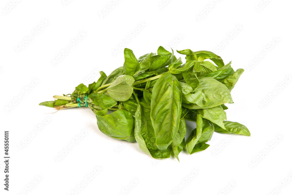 Fresh green basil leaves on white background Fresh green basil leaves on white background