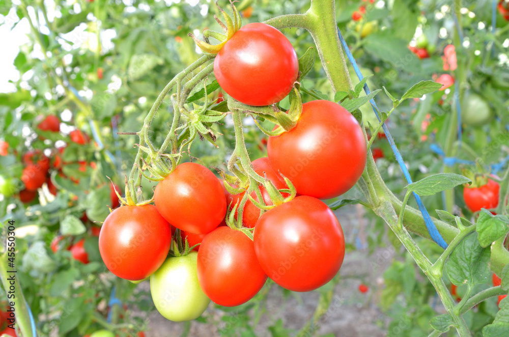 Ripe tomatoes ready to pick in a greenhouse