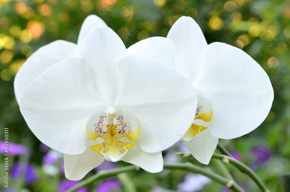 White Orchid White Orchid