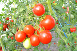 Ripe tomatoes ready to pick in a greenhouse