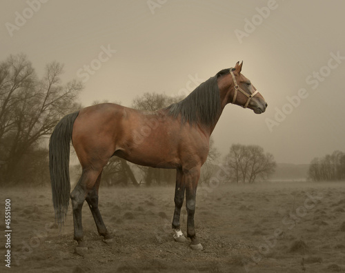 Russian trotter - an exterior