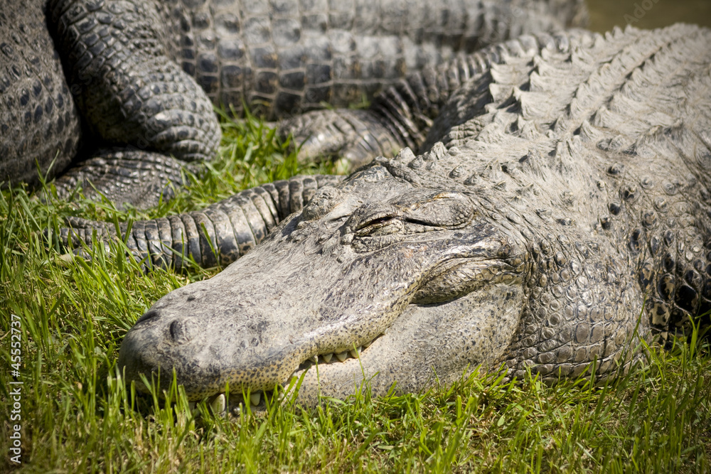 Fototapeta premium Sleeping Alligator