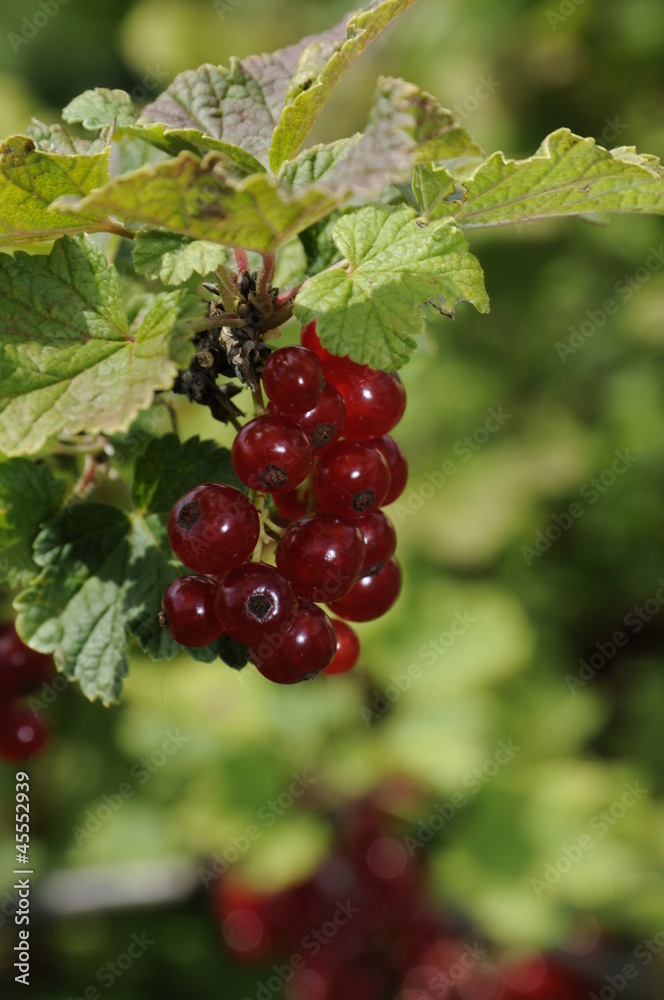 Rote Johannisbeeren Rote Johannisbeeren