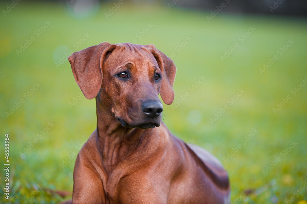 Beautiful dog rhodesian ridgeback puppy