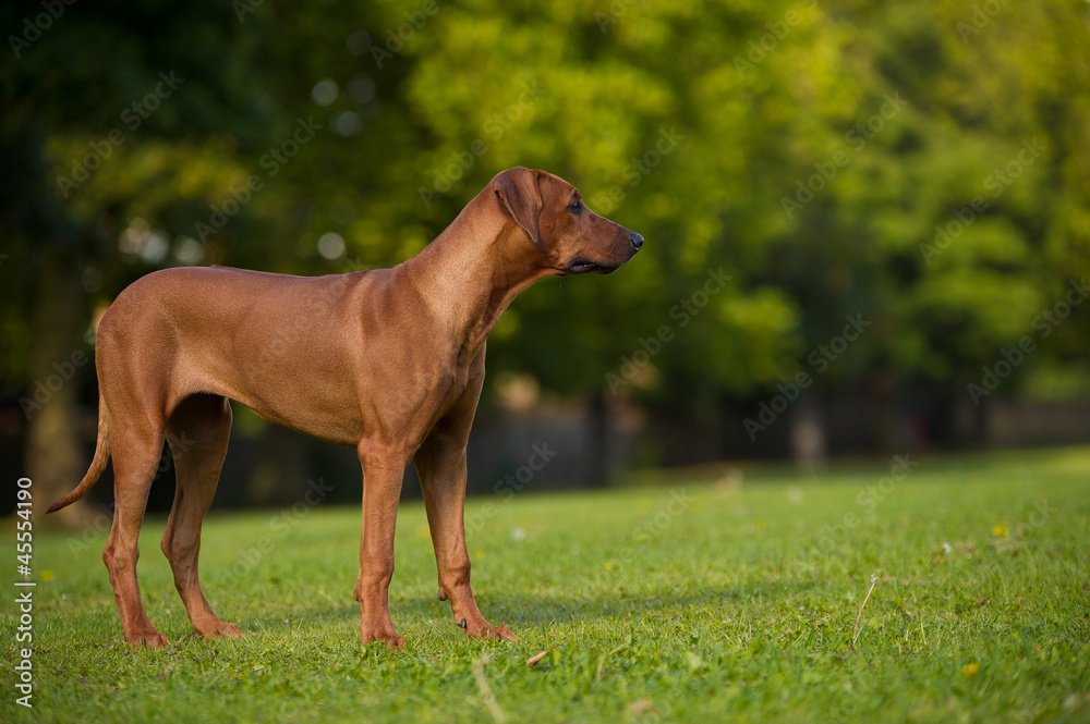 Beautiful dog rhodesian ridgeback puppy Beautiful dog rhodesian ridgeback puppy