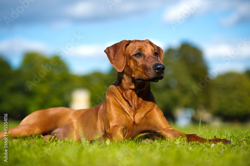 Beautiful dog rhodesian ridgeback puppy
