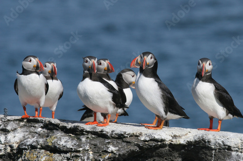 Fotografija Flock of puffins stand on a rock, Iceland