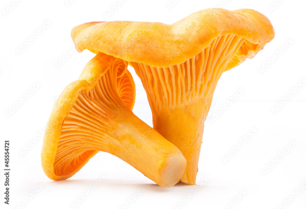 Edible wild mushroom - chanterelle (Cantharellus cibarius)
