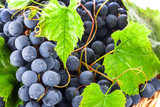 Ripe dark grapes with leaves, background