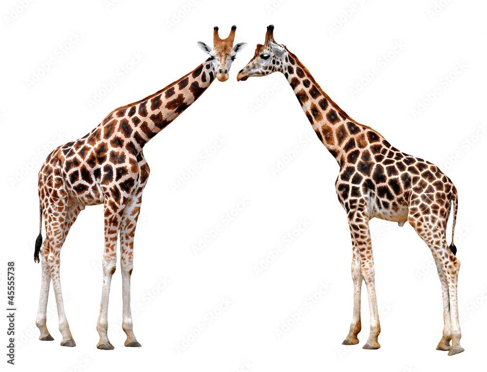 Naklejka premium two Giraffes isolated