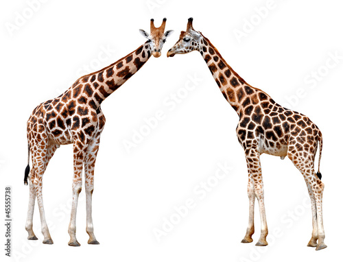 two Giraffes isolated