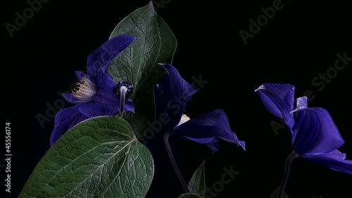 Fiore blu che insegue la luce photo