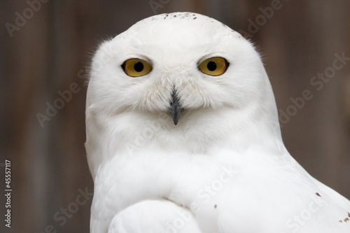 Snowy owl sitting quietly looking out for prey