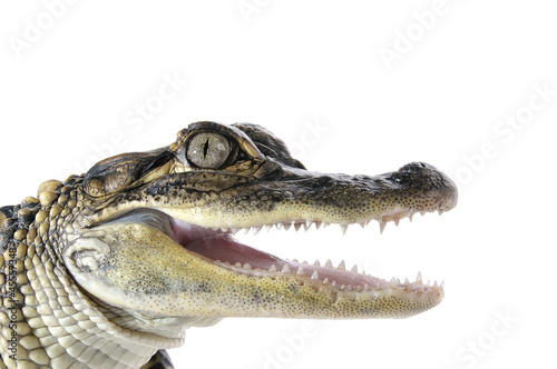 American Alligator - Alligator Mississippiensis.