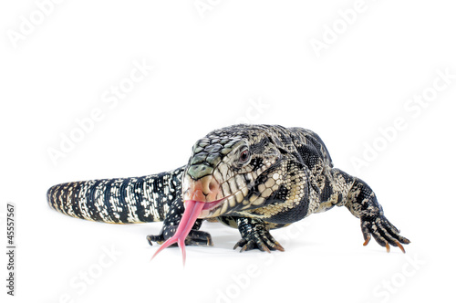 Black and White Argentine Tegu