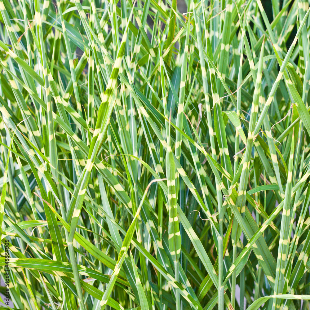 Obraz premium Wild grass