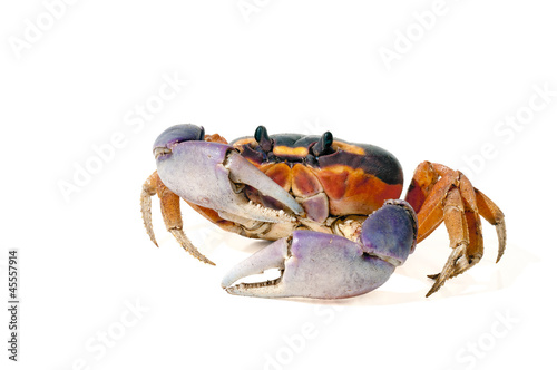 Halloween Crab