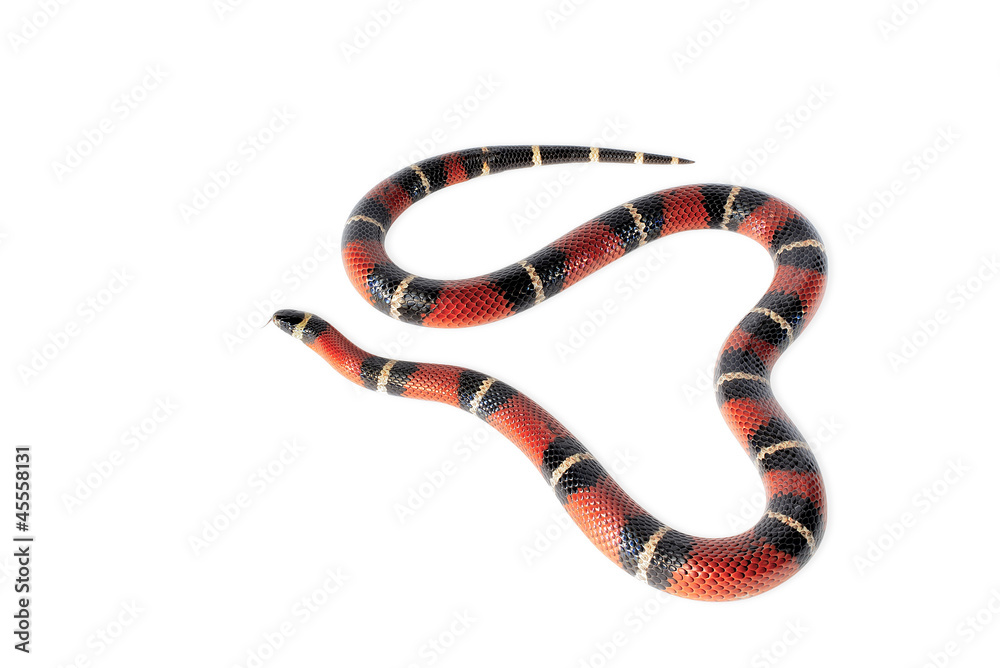 Naklejka premium Nelsons Milksnake on White Background.