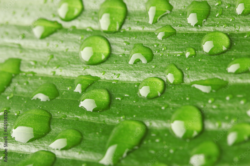 Beautiful green leaf with drops of water close-up