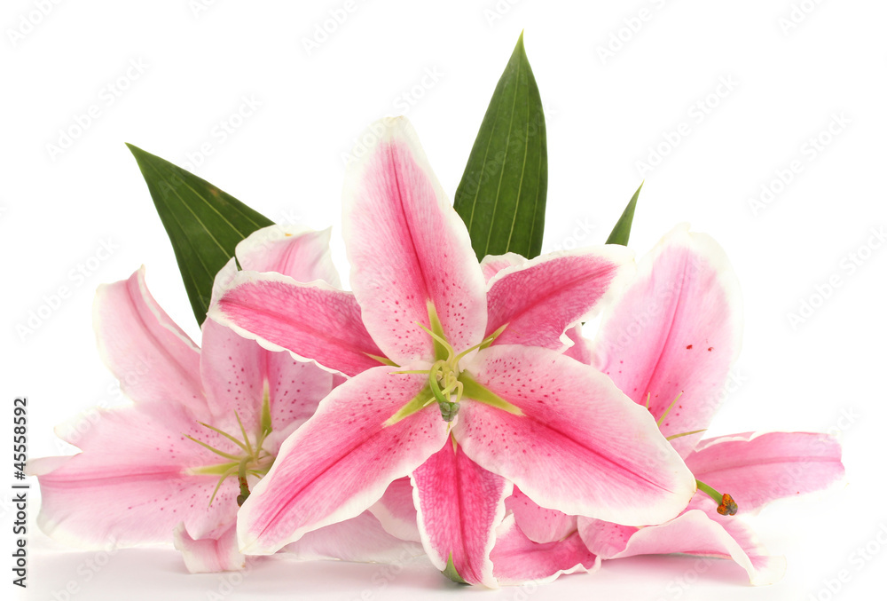 beautiful pink lily, isolated on white