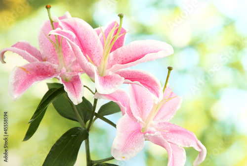 beautiful pink lily  on green background