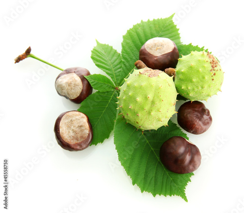 Chestnuts with leaves, isolated on white