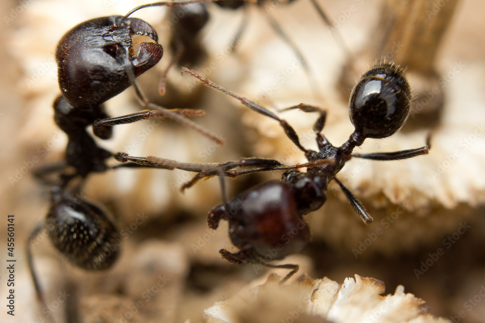 Black ants dragging vegetation to the colony Black ants dragging vegetation to the colony