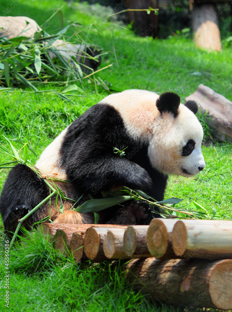 Fototapeta premium panda