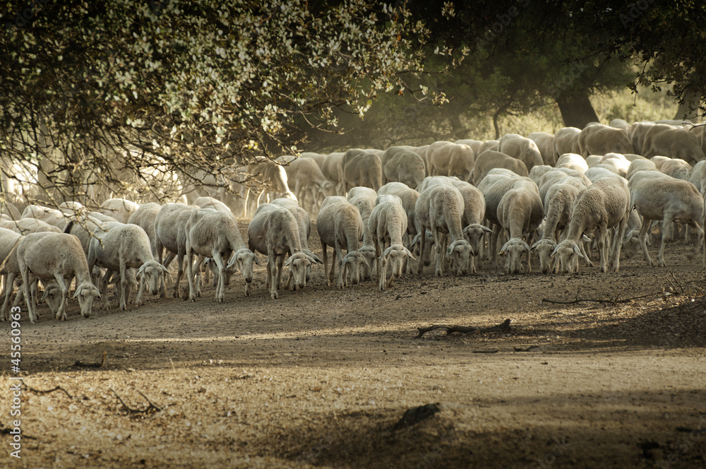 Fototapeta premium Sheep herd