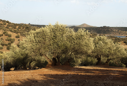 Olive trees at sunset