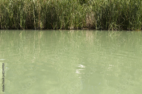 Cane in River