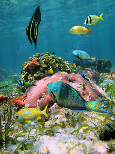 Colorful tropical fish with coral and starfish under the water in the Caribbean sea #45562553