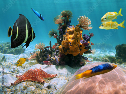 Colorful sea life underwater with marine worms, sea sponges, starfish, coral and tropical  fish, Caribbean sea, Mexico #45562554