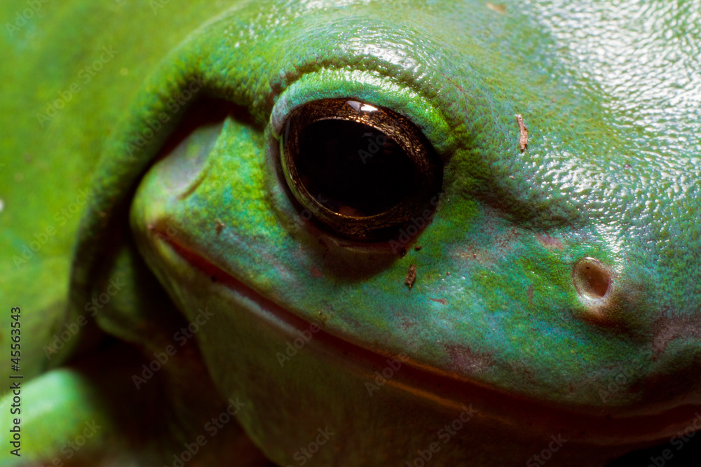 Naklejka premium Tree frog eye