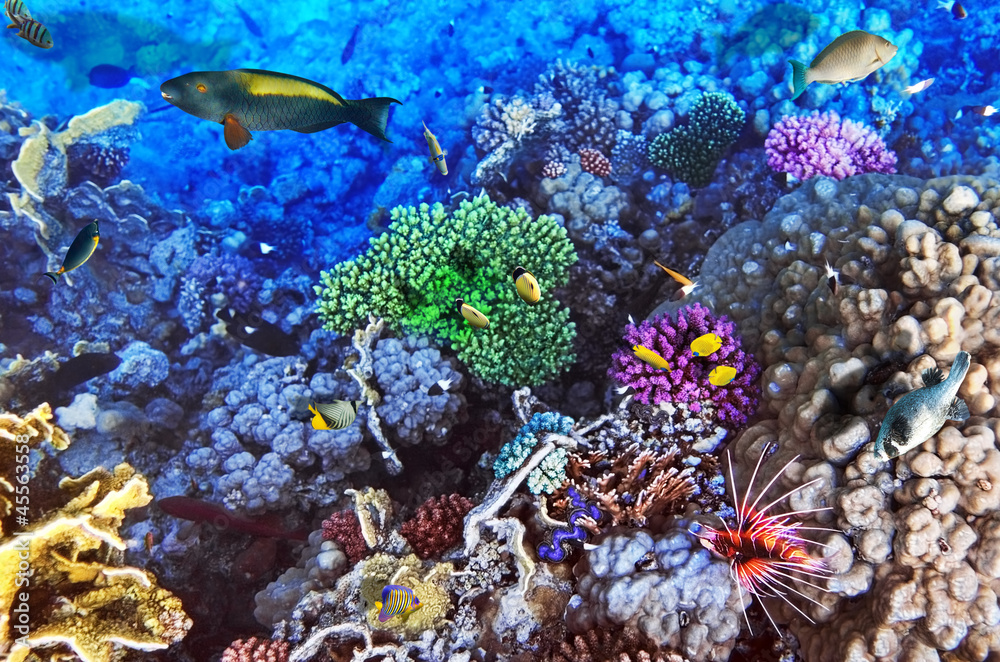 Fototapeta premium Coral and fish in the Red Sea.Egypt