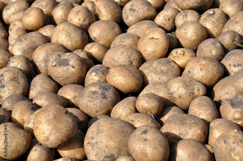 potato harvest